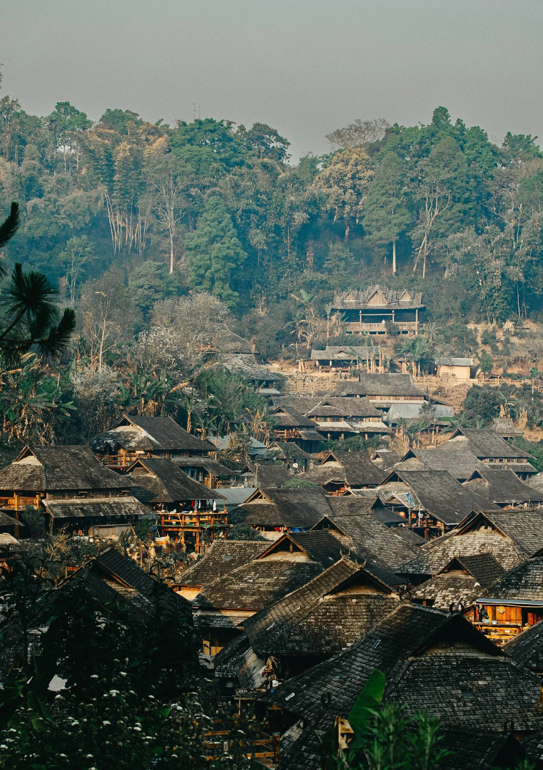 The Essence of Jingmai: Discovering the "Orchid Nectar" of Yunnan